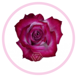 HOLIDAY SPECIAL R DEEP PURPLE 40CM - Emadepäev/Mother´s Day 2026