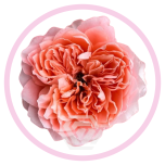 HOLIDAY SPECIAL R DRAGONFLY 60CM - Emadepäev/Mother´s Day 2026