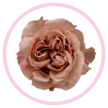 HOLIDAY SPECIAL R FASCINATION 50CM - Emadepäev/Mother´s Day 2026