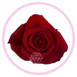 HOLIDAY SPECIAL R FREEDOM 70CM - Emadepäev/Mother´s Day 2026