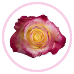 HOLIDAY SPECIAL R HOT MERENGUE 70CM - Emadepäev/Mother´s Day 2026