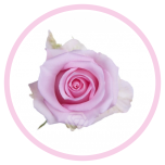 HOLIDAY SPECIAL R JESSIKA 60CM - Emadepäev/Mother´s Day 2026