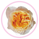 HOLIDAY SPECIAL R KING´S CROSS 60CM - Emadepäev/Mother´s Day 2026