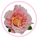 HOLIDAY SPECIAL R MAYRA´S PEACH 60CM - Emadepäev/Mother´s Day 2026