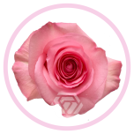 HOLIDAY SPECIAL R OPALA 70CM - Emadepäev/Mother´s Day 2026