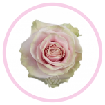 HOLIDAY SPECIAL R PINK MONDIAL 70CM - Emadepäev/Mother´s Day 2026