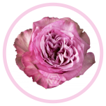 HOLIDAY SPECIAL R QUEEN´S CROWN 60CM - Emadepäev/Mother´s Day 2026