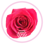 HOLIDAY SPECIAL R QUEENBERRY 70CM - Emadepäev/Mother´s Day 2026