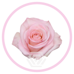 HOLIDAY SPECIAL R RHOSLYN 50CM - Emadepäev/Mother´s Day 2026