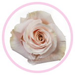 HOLIDAY SPECIAL R SHIMMER 70CM - Emadepäev/Mother´s Day 2026