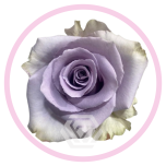 HOLIDAY SPECIAL R SHOCKING BLUE 50CM - Emadepäev/Mother´s Day 2026