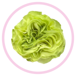 HOLIDAY SPECIAL R EXOTIC MINT 50CM - Emadepäev/Mother´s Day 2026