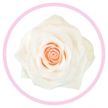 HOLIDAY SPECIAL R FANCY DREAMS 60CM - Emadepäev/Mother´s Day 2026