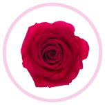 HOLIDAY SPECIAL R GRACE KELLY 60CM - Emadepäev/Mother´s Day 2026