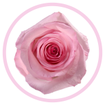 HOLIDAY SPECIAL R JET SET 70CM - Emadepäev/Mother´s Day 2026