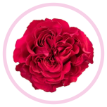 HOLIDAY SPECIAL R MAYRA´S HOT PINK 50CM - Emadepäev/Mother´s Day 2026