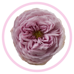 HOLIDAY SPECIAL R PEONIKISS 50CM - Emadepäev/Mother´s Day 2026