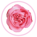 HOLIDAY SPECIAL R PINK X-PRESSION 60CM - Emadepäev/Mother´s Day 2026