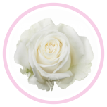 HOLIDAY SPECIAL R PLAYA BLANCA 50CM - Emadepäev/Mother´s Day 2026