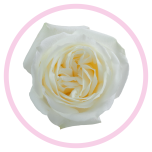 HOLIDAY SPECIAL R POLO 50CM - Emadepäev/Mother´s Day 2026