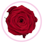 HOLIDAY SPECIAL R REDIANT 60CM - Emadepäev/Mother´s Day 2026