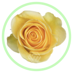 HOLIDAY SPECIAL R GR Yellow 40CM - Ettemüük