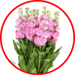 HOLIDAY SPECIAL MATTHIOLA PINK  - Emadepäev/Mother´s Day 2024