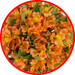 HOLIDAY SPECIAL ALSTR ORANGE 80CM - Sõbrapäev/Valentine’s Day 2026