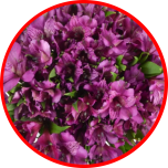 HOLIDAY SPECIAL ALSTR PURPLE 80CM - Sõbrapäev/Valentine’s Day 2026