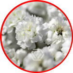 HOLIDAY SPECIAL GYPS PA XLENCE 1000G 80CM - Sõbrapäev/Valentine’s Day 2026