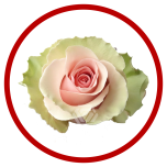 HOLIDAY SPECIAL R ABSOLUT IN PINK 70CM - Sõbrapäev/Valentine’s Day 2026