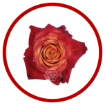 HOLIDAY SPECIAL R ATOMIC 50CM - Sõbrapäev/Valentine’s Day 2026