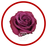 HOLIDAY SPECIAL R BLUEBERRY 60CM - Sõbrapäev/Valentine’s Day 2026