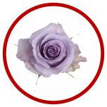 HOLIDAY SPECIAL R BOYFRIEND 50CM - Sõbrapäev/Valentine’s Day 2026