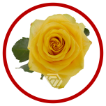 HOLIDAY SPECIAL R BUMBLEBEE 70CM - Sõbrapäev/Valentine’s Day 2026