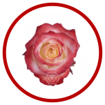 HOLIDAY SPECIAL R CABARET 60CM - Sõbrapäev/Valentine’s Day 2026