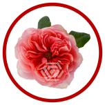 HOLIDAY SPECIAL R CANDY X-PRESSION 50CM - Sõbrapäev/Valentine’s Day 2026