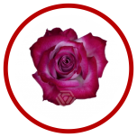 HOLIDAY SPECIAL R DEEP PURPLE 50CM - Sõbrapäev/Valentine’s Day 2026