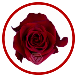 HOLIDAY SPECIAL R EXPLORER 60CM - Sõbrapäev/Valentine’s Day 2026