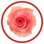 HOLIDAY SPECIAL R FLIRTY 50CM - Sõbrapäev/Valentine’s Day 2026