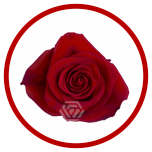 HOLIDAY SPECIAL R FREEDOM 50CM - Sõbrapäev/Valentine’s Day 2026