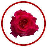 HOLIDAY SPECIAL R FULL MONTY 70CM - Sõbrapäev/Valentine’s Day 2026