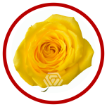 HOLIDAY SPECIAL R GOLDFINCH 60CM - Sõbrapäev/Valentine’s Day 2026