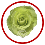 HOLIDAY SPECIAL R GREEN ROMANCE 50CM - Sõbrapäev/Valentine’s Day 2026