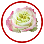 HOLIDAY SPECIAL R JOURNEY 60CM - Sõbrapäev/Valentine’s Day 2026