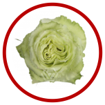 HOLIDAY SPECIAL R LIMONADA 60CM - Sõbrapäev/Valentine’s Day 2026