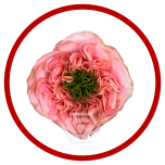 HOLIDAY SPECIAL R MANDARIN X-PRESSION 60CM - Sõbrapäev/Valentine’s Day 2026