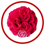 HOLIDAY SPECIAL R MAYRA HOT PINK 50CM - Sõbrapäev/Valentine’s Day 2026