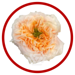 HOLIDAY SPECIAL R MELON X-PRESSION 60CM - Sõbrapäev/Valentine’s Day 2026