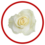 HOLIDAY SPECIAL R MONDIAL 60CM - Sõbrapäev/Valentine’s Day 2026